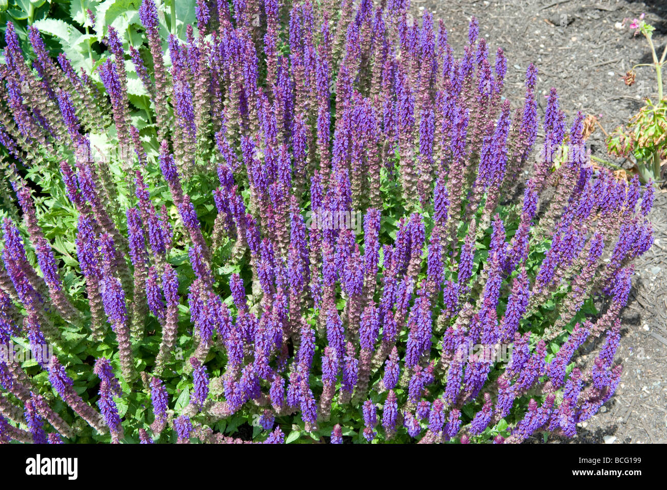 Labiatae/lamiaceae Lavandula angustifolia Lavender `Twickel Purple`. Beautiful bush of purple lavender in full flower. Stock Photo